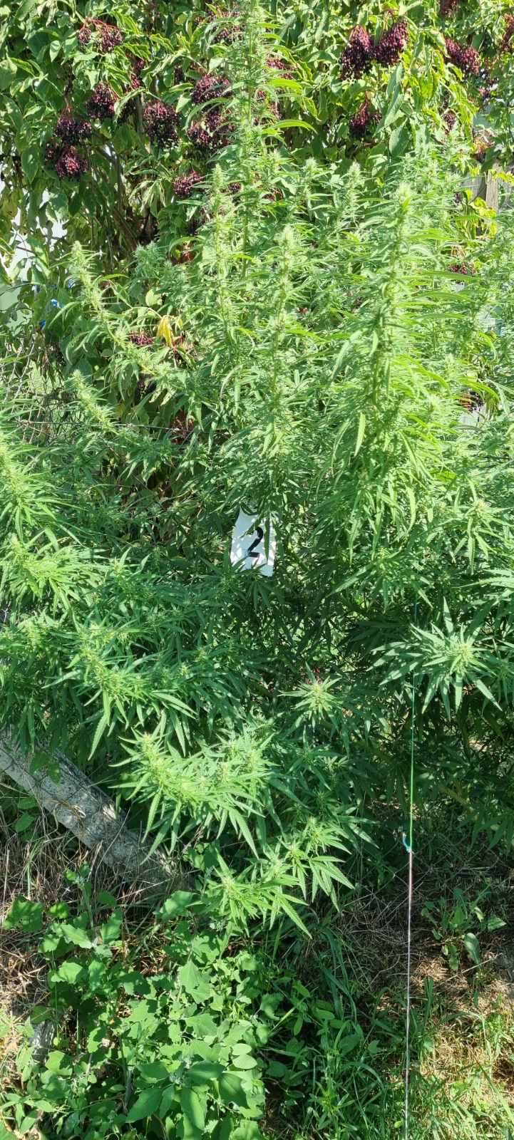 Slika /2021/Marihuana II PP/4.jpeg